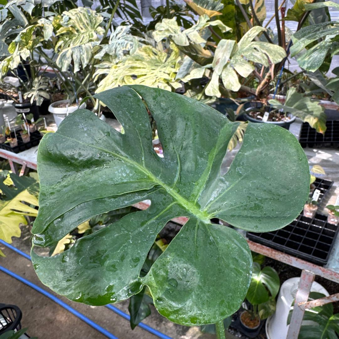 モンステラ・デリシオーサ　個性的な葉形　葉形がユニークな個体