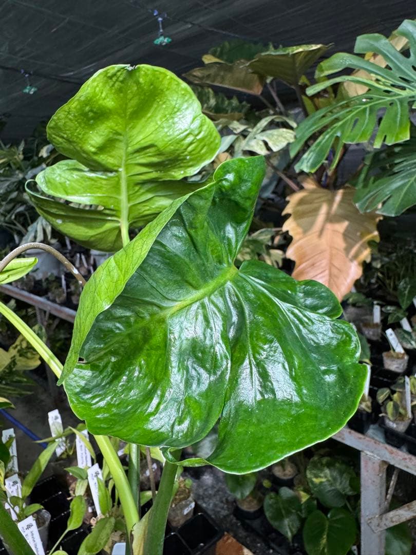 モンステラ・デリシオーサ　個性的な葉形　葉形がユニークな個体