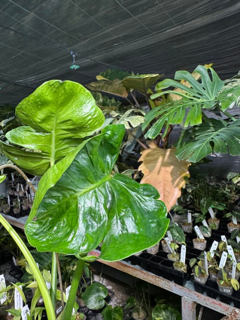 モンステラ・デリシオーサ　個性的な葉形　葉形がユニークな個体