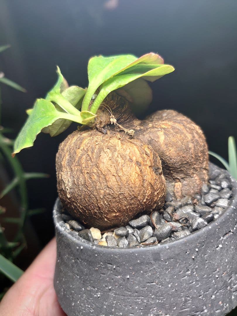 塊根植物 ユーフォルビア フィッシュスケール フィッシュボーン