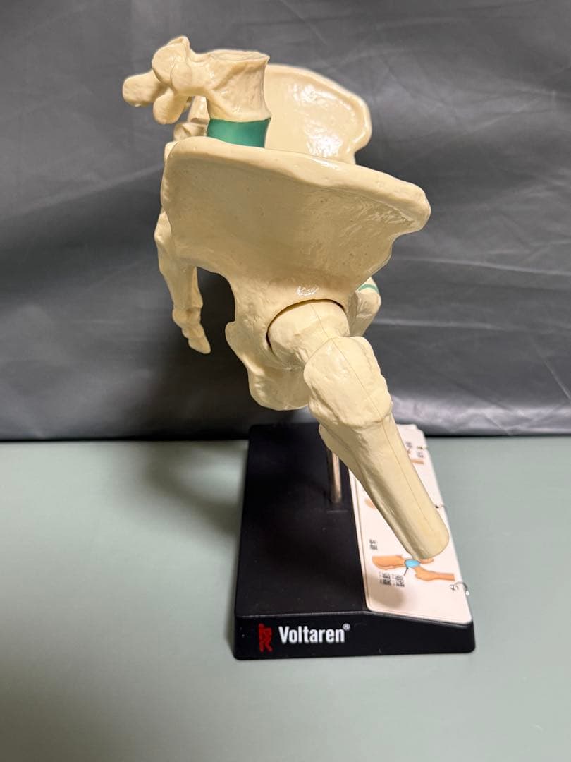 Voltaren 骨盤模型 大腿骨付き腰椎 脊髄 骨格模型　骨模型 人体模型