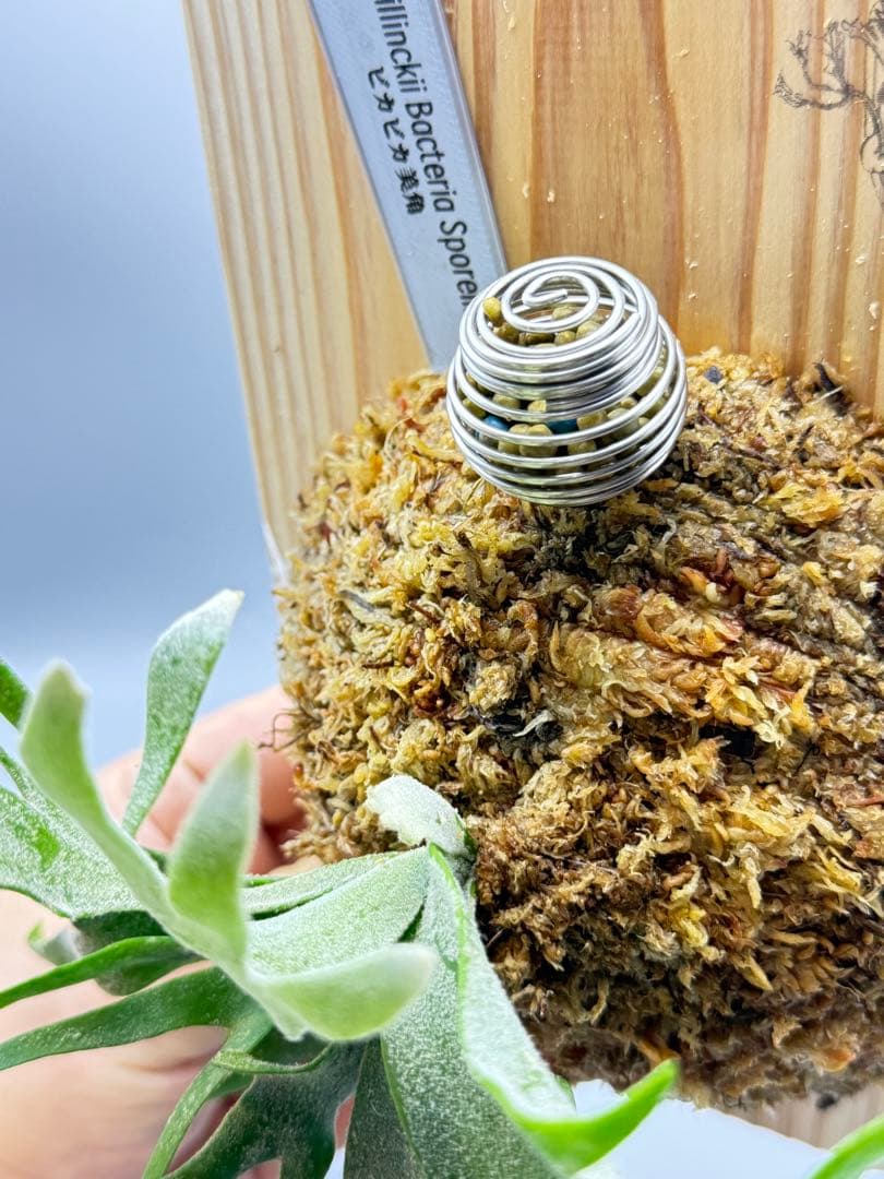 激大サイズ　ビカクシダ　P.willinckii Bacteria spore