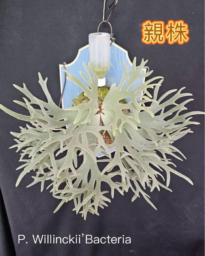 激大サイズ　ビカクシダ　P.willinckii Bacteria spore