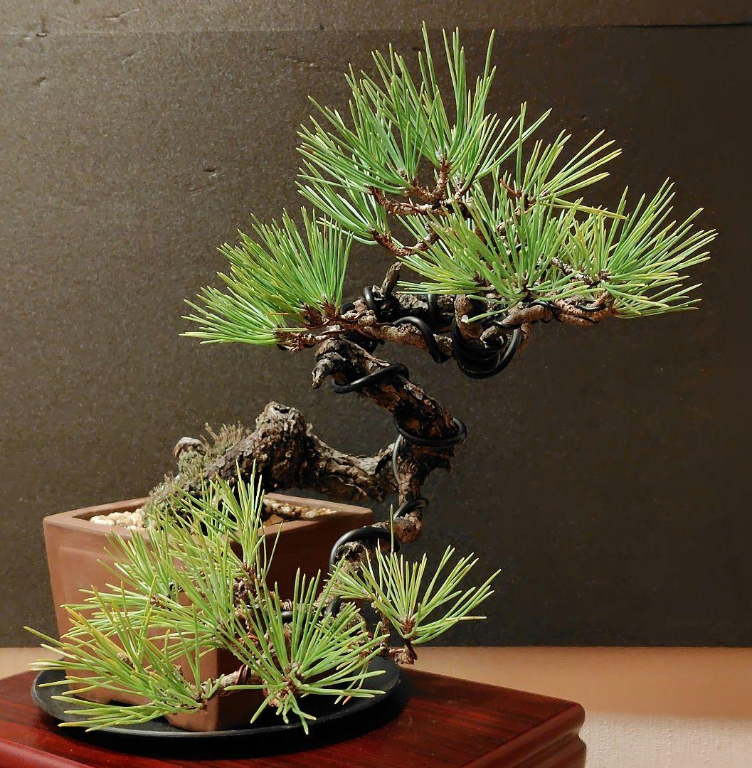 黒松盆栽！