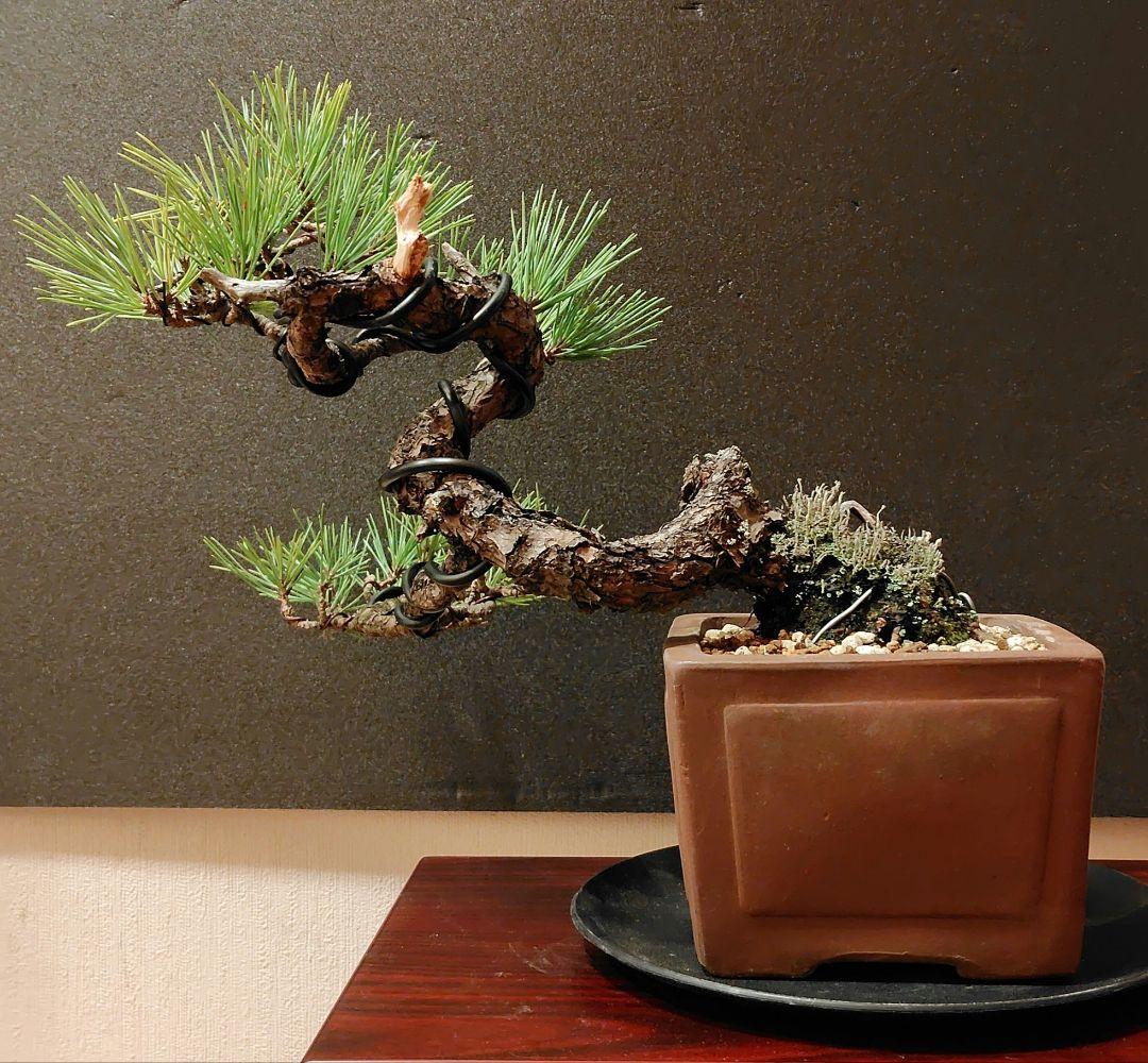 黒松盆栽！
