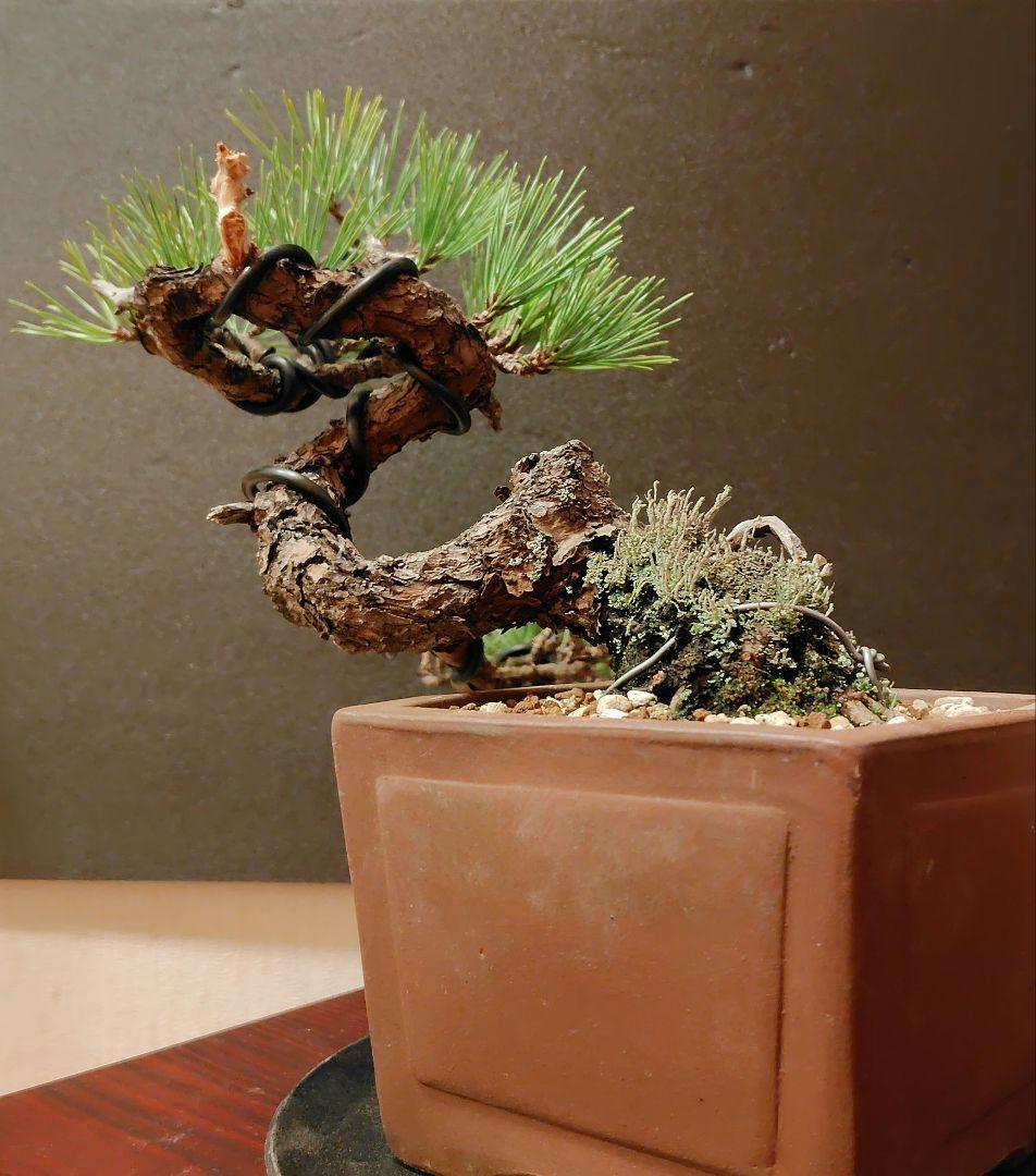 黒松盆栽！
