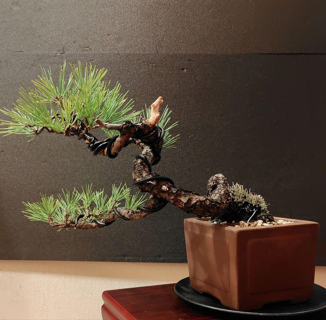 黒松盆栽！