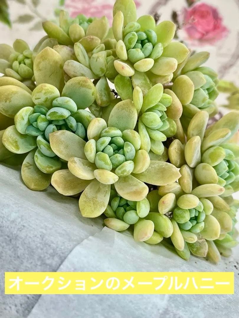 多肉植物　エケベリア　メイプルハニー　 寄せ植え　初心者にも　根の確認画像