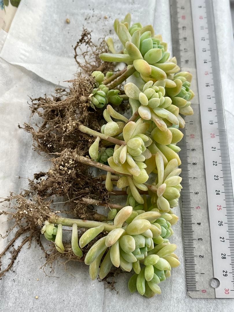 多肉植物　エケベリア　メイプルハニー　 寄せ植え　初心者にも　根の確認画像