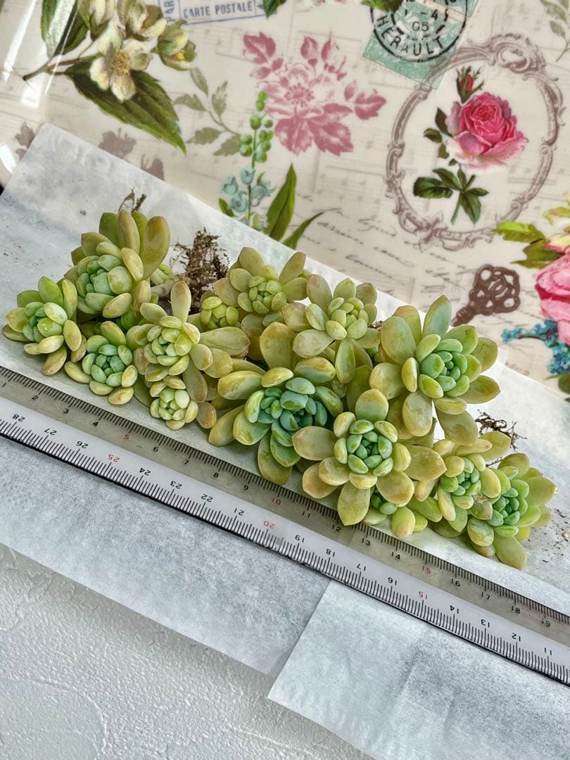 多肉植物　エケベリア　メイプルハニー　 寄せ植え　初心者にも　根の確認画像