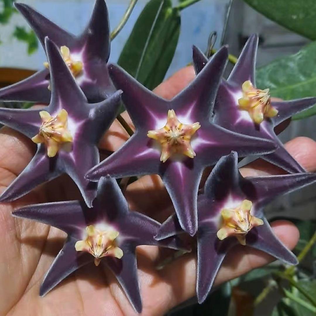 珍種　ホヤ　Hoya Stenakei dark サクララン①