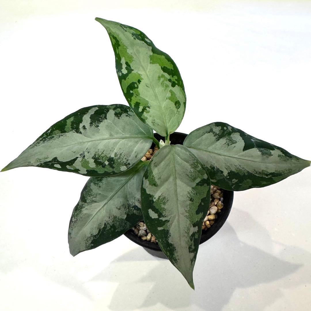 アグラオネマ ピクタム 柳緑花紅