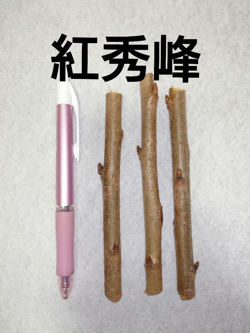 選べる穂木　各1〜3本スモモ、キウイ等　写真はイメージです
