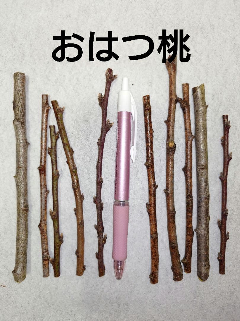 選べる穂木　各1〜3本スモモ、キウイ等　写真はイメージです