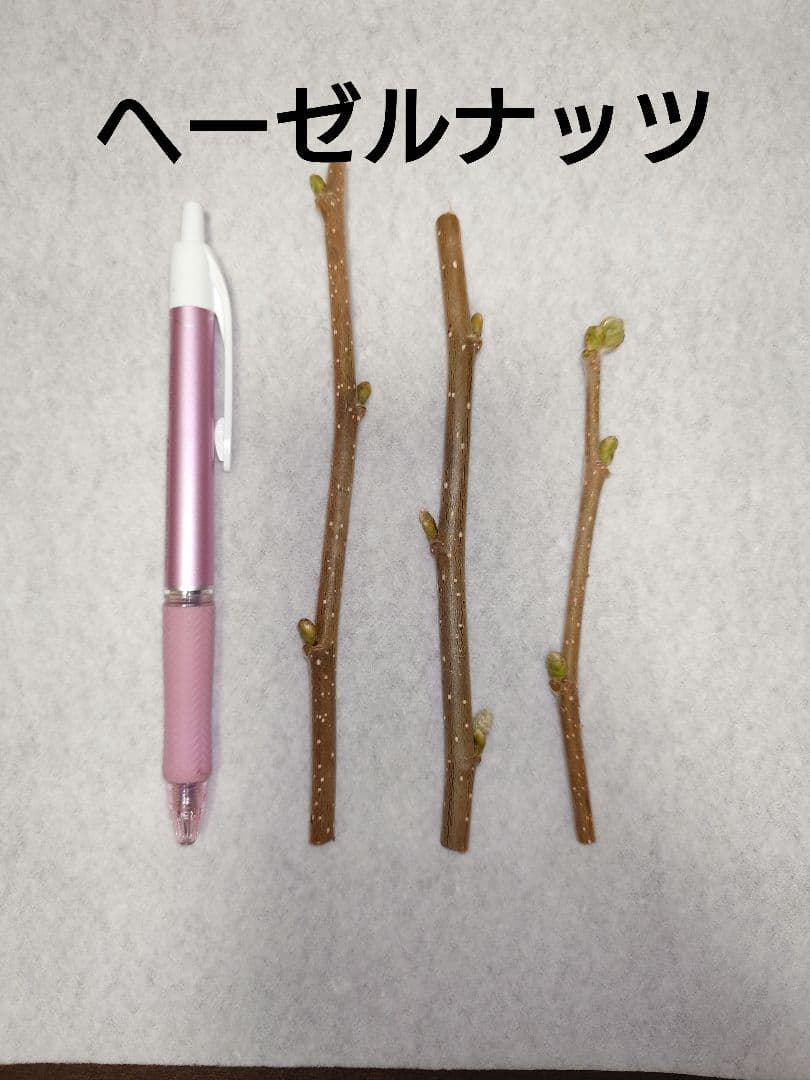 選べる穂木　各1〜3本スモモ、キウイ等　写真はイメージです