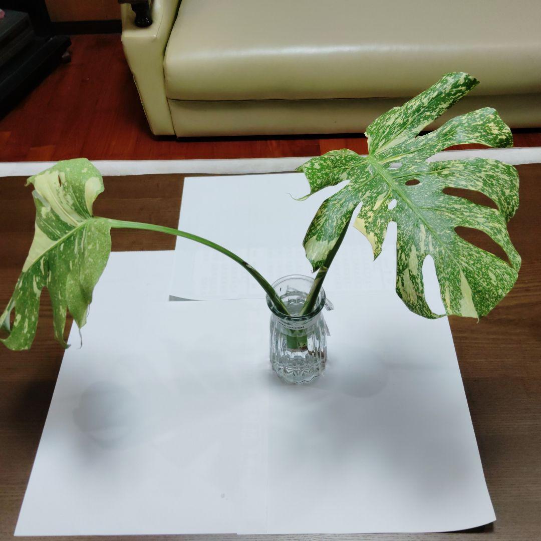 け*ん様 希少 モンステラ デリシオーサ スターライト トップ カット