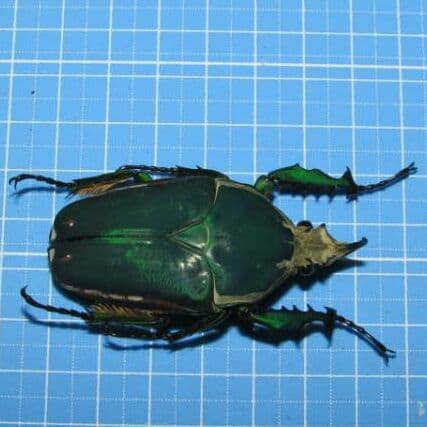 カメルーン産 奇色 トルクアタ イマキュリコリス 60mm