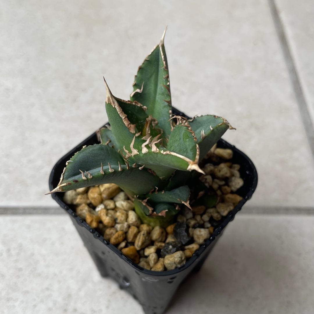 【清櫻】 Lize血統、OC直子、発根済み子株①