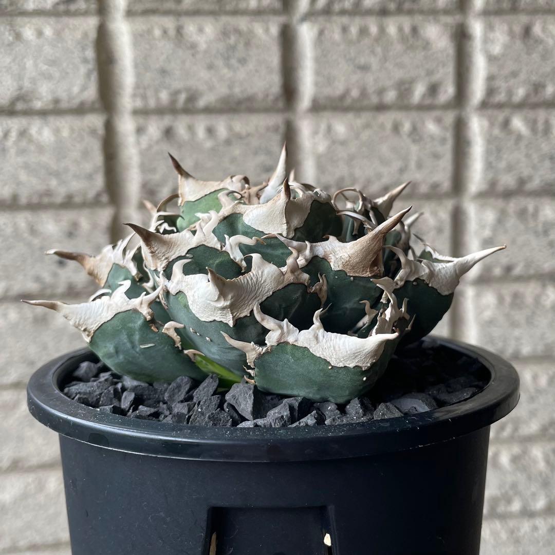 【清櫻】 Lize血統、OC直子、発根済み子株①