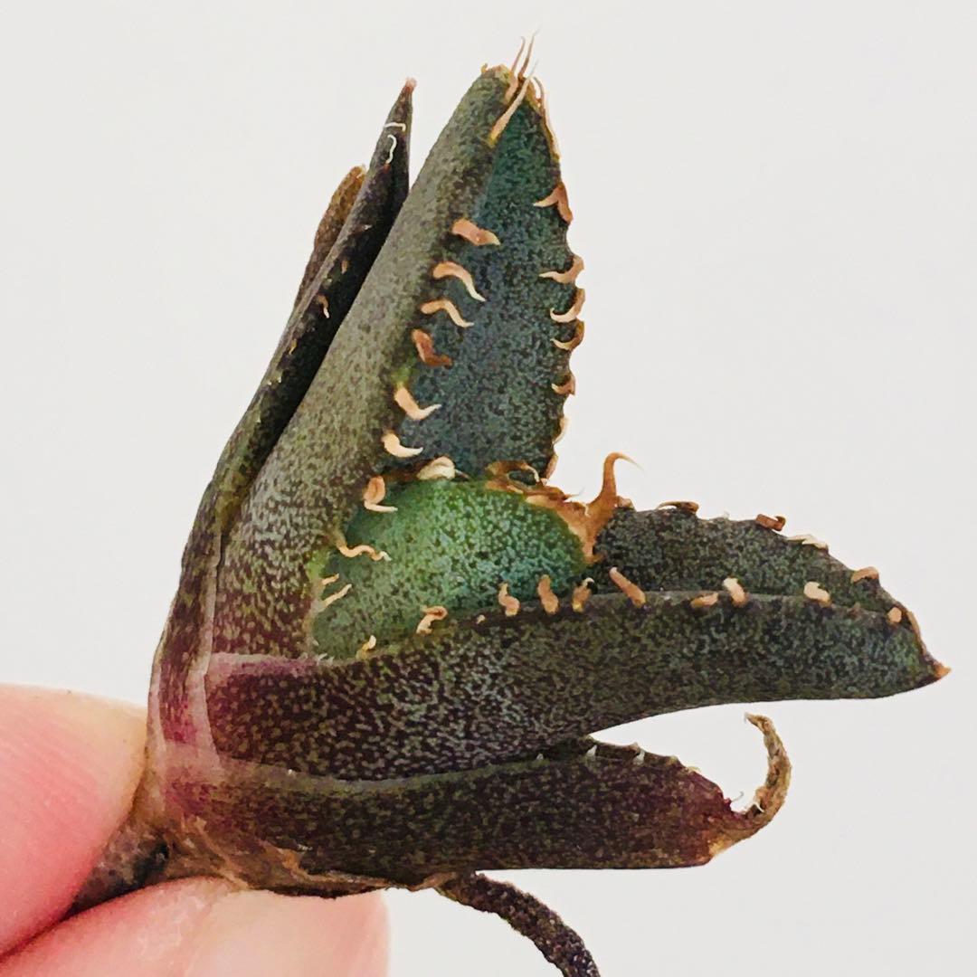 【高騰品種・稀少】痘痘龍 豆豆龍 × レッドキャットウィーズル アガベチタノタ