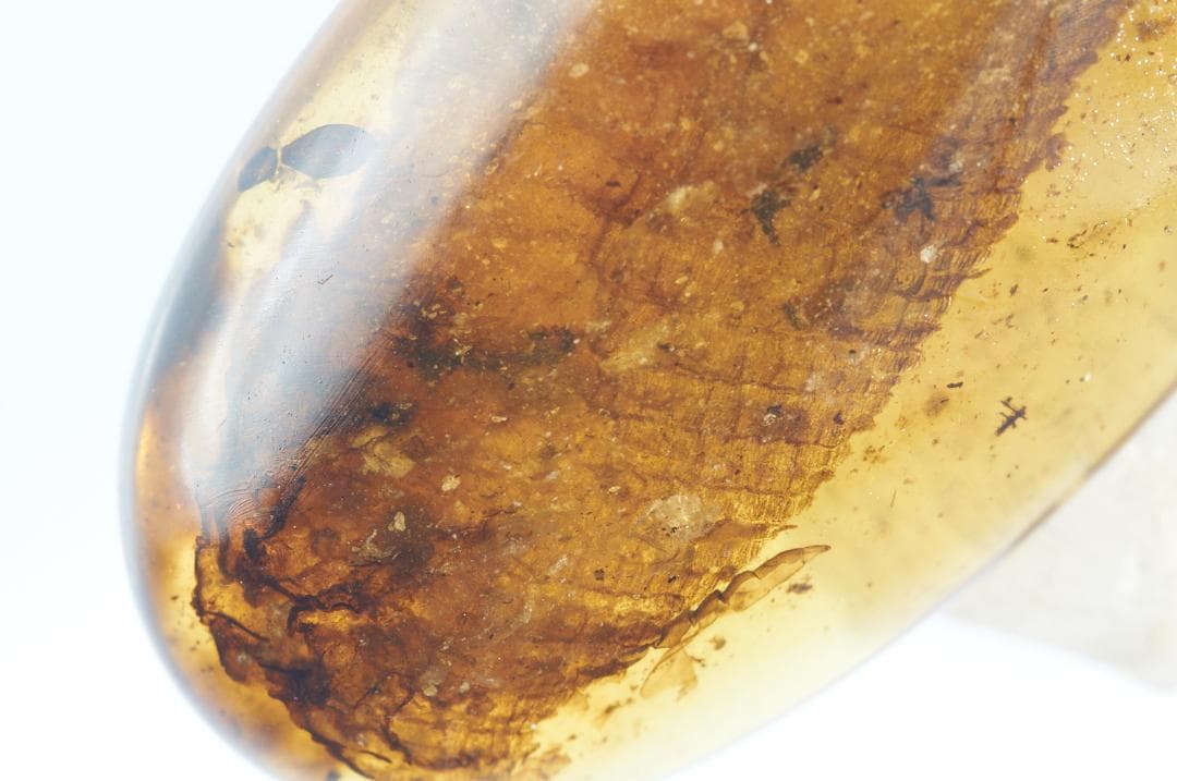 レア極上品 PA114虫入り琥珀化石　ミャンマーカムティかタナイ9900万年前