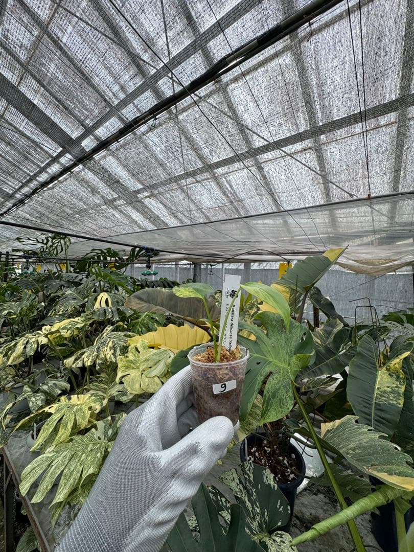 9モンステラ　イエローマリリン　黄斑入り　2寸ポリポット　ネコポス発送