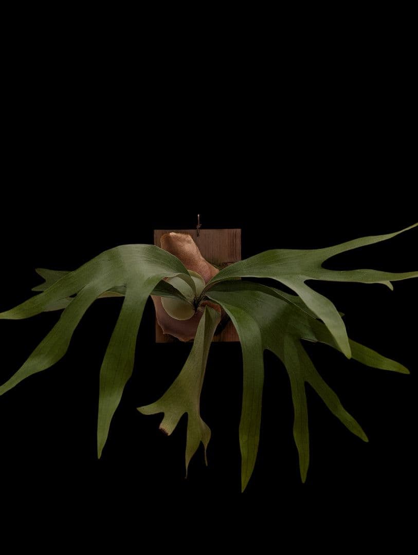 ユズルモノ商品