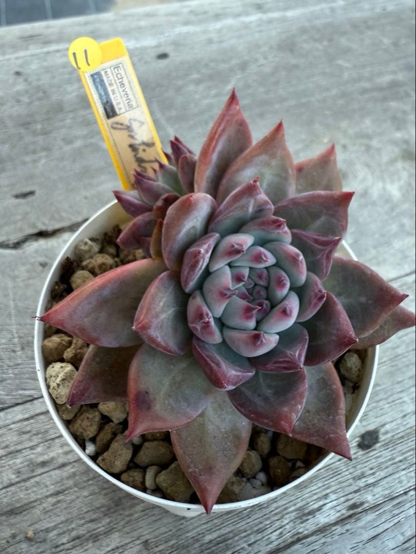 11 希少　SAMリンゼアナNo.6 カリフォルニア輸入　多肉植物