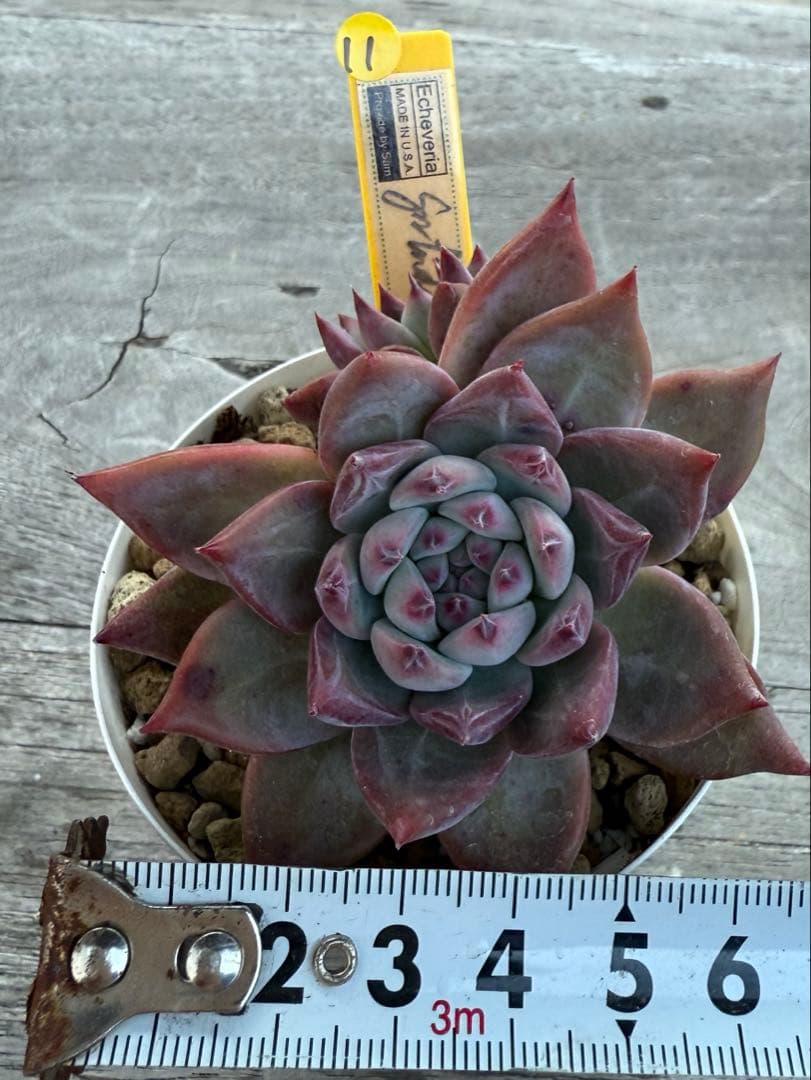 11 希少　SAMリンゼアナNo.6 カリフォルニア輸入　多肉植物