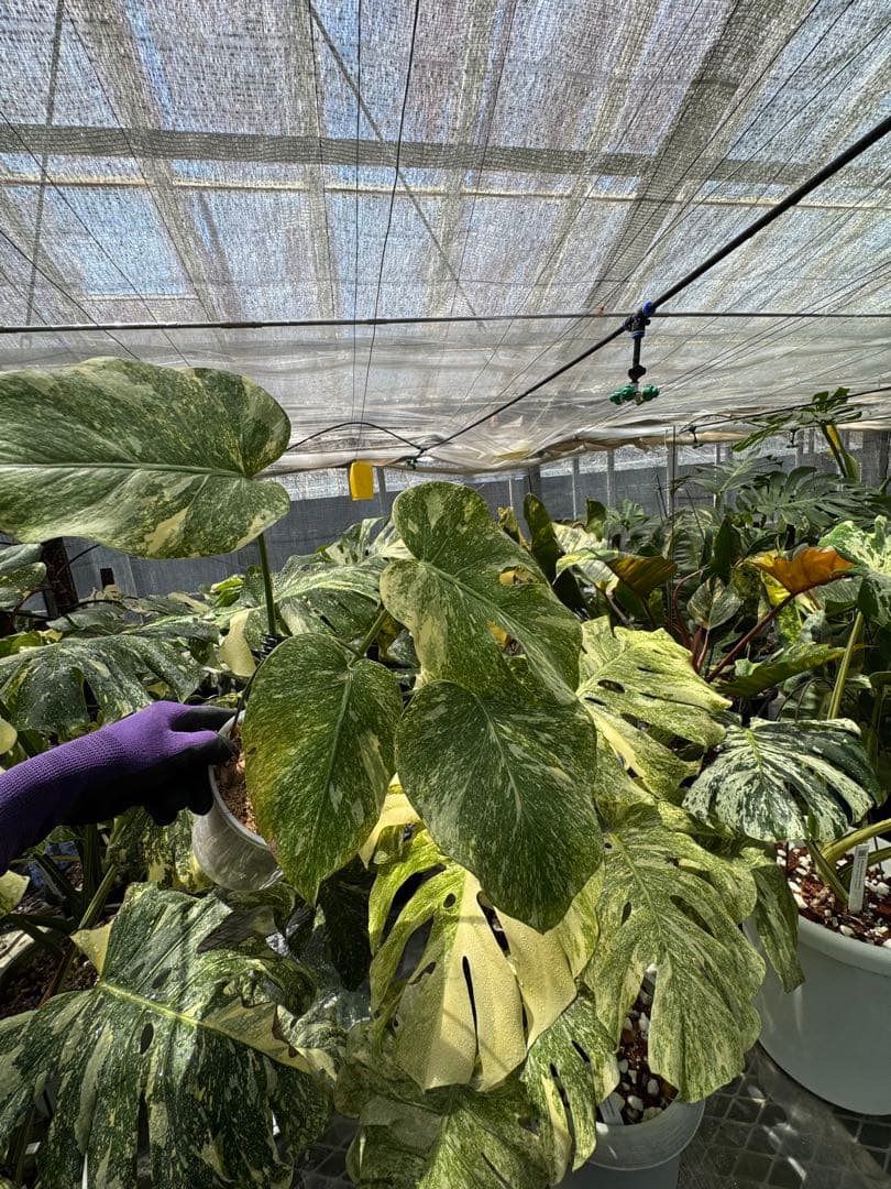 1 モンステラ レガシー　カット苗　しっかり発根・健康株