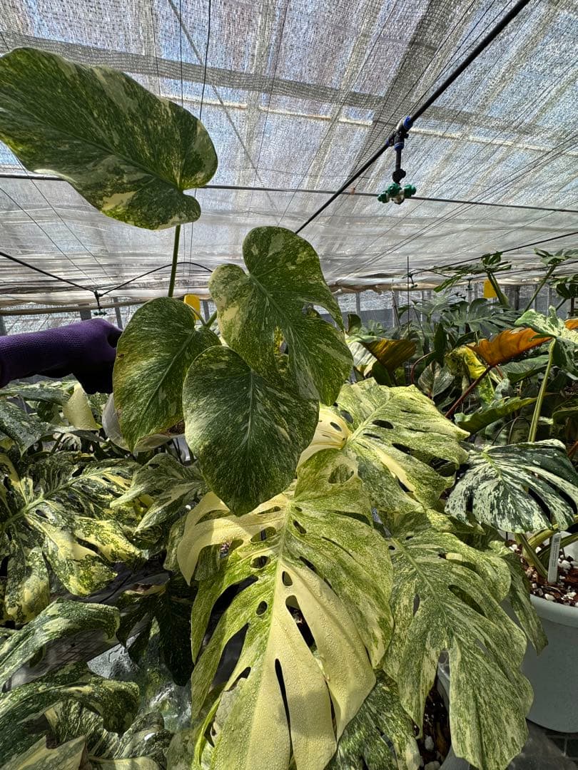 1 モンステラ レガシー　カット苗　しっかり発根・健康株