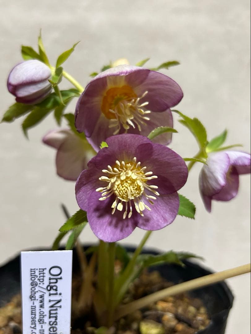 18 クリスマスローズ種　蜃気楼交配 終了致しました。