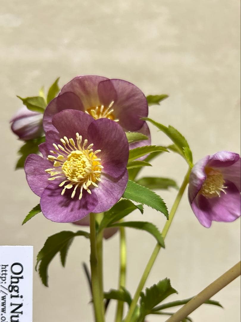 18 クリスマスローズ種　蜃気楼交配 終了致しました。