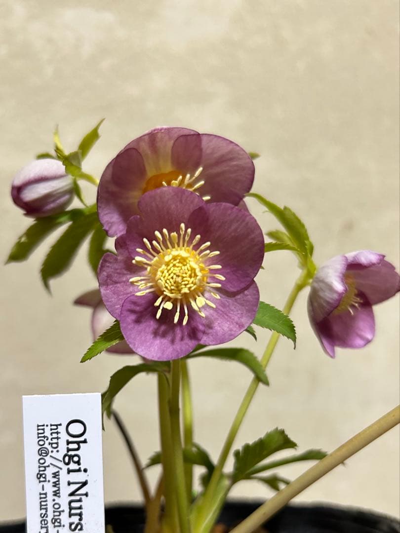 18 クリスマスローズ種　蜃気楼交配 終了致しました。