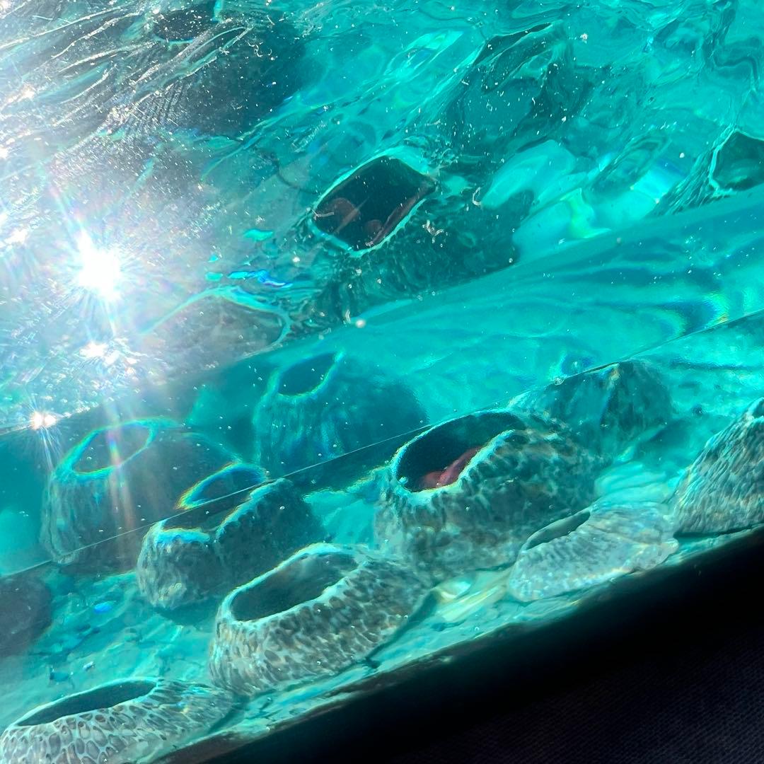 【波紋アート】Real Ocean／barnacle／フジツボ／10cmプリズム