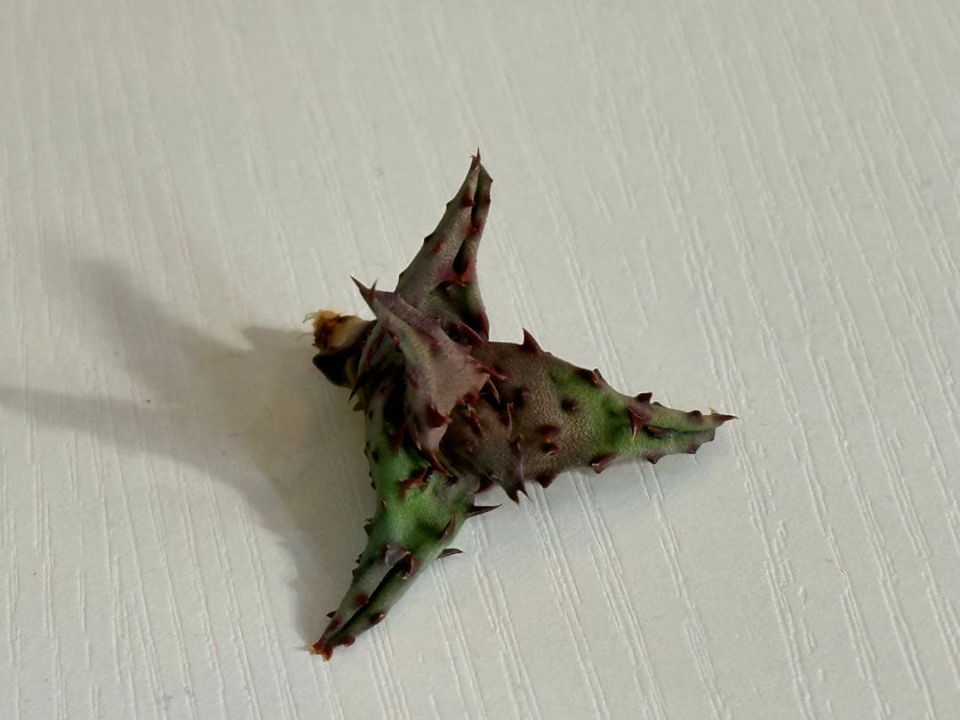 【期間限定出品】 Aloe castilloniae子株⑤