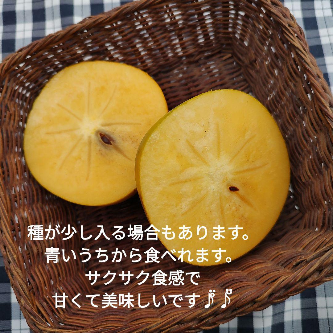 太秋柿 3年生 実つき
