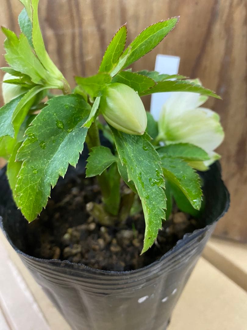 爪利休　曽田園芸