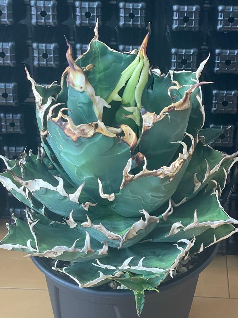 アガベ チタノタ Berlin 猟豹 チーター