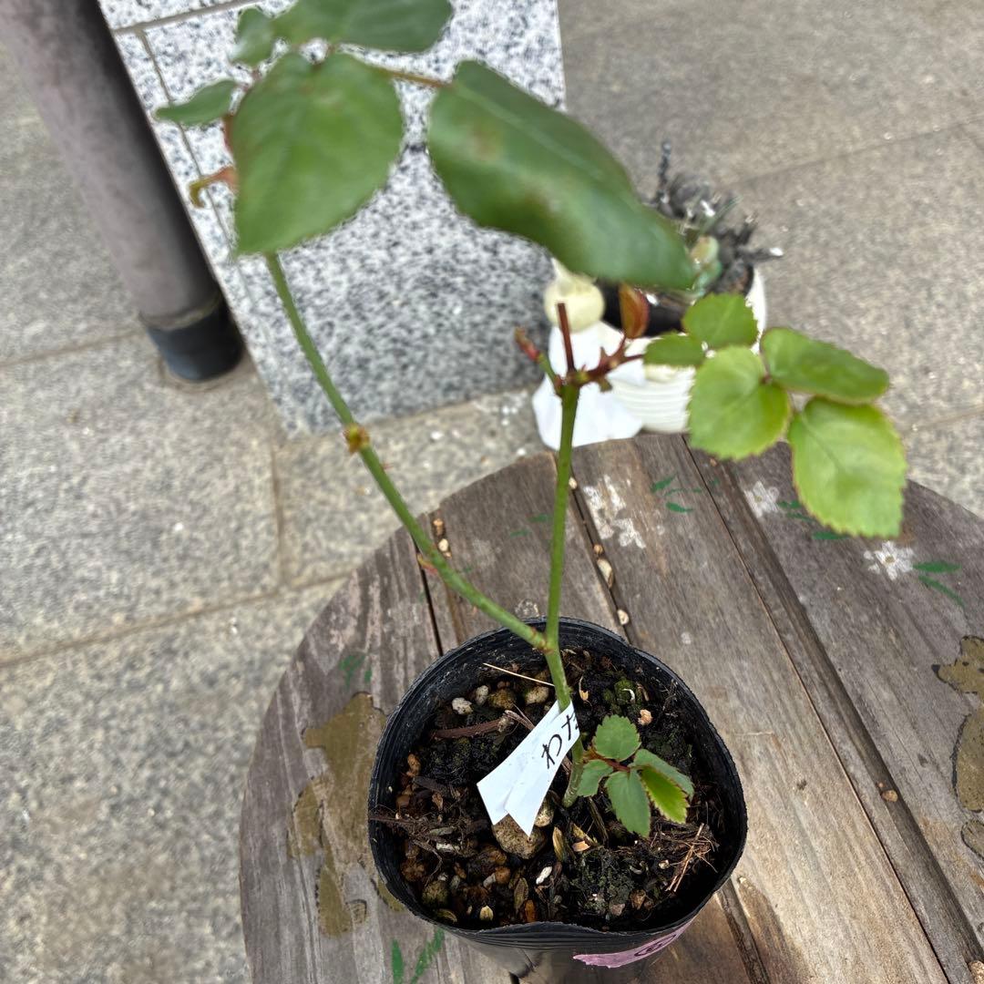 バラ苗　koko出品