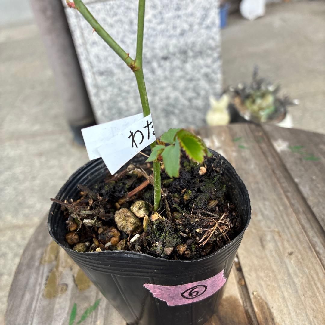 バラ苗　koko出品