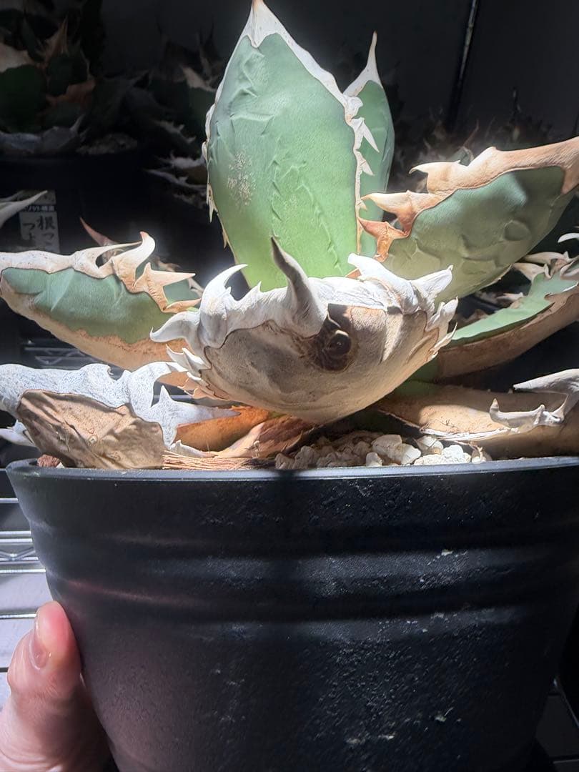 アガベ オアハカ　オテロイ　oaxaca oteroi