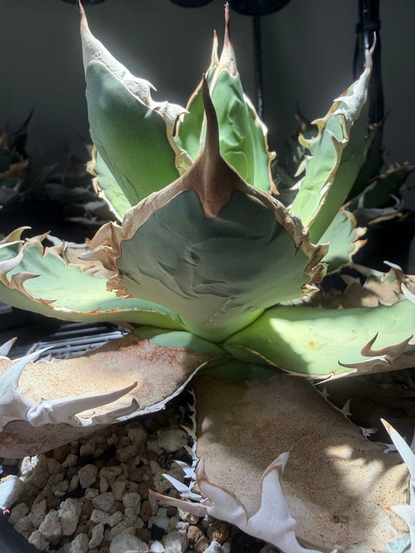 アガベ オアハカ　オテロイ　oaxaca oteroi