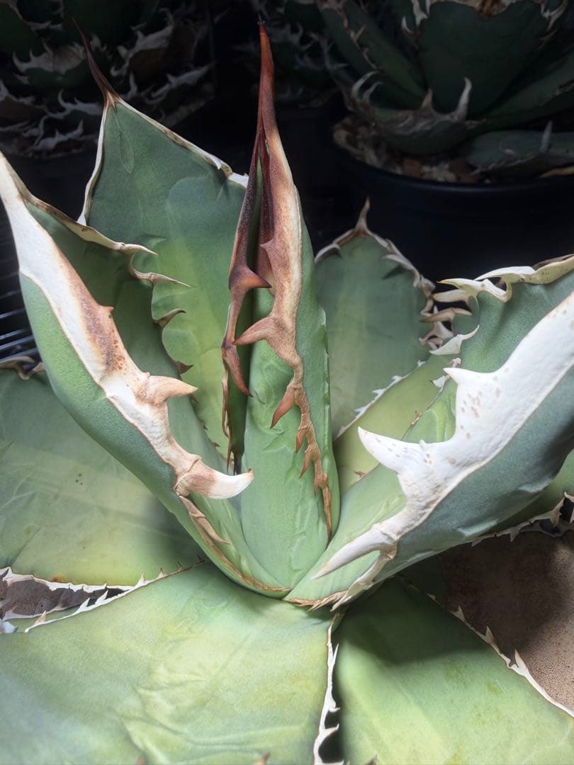 アガベ オアハカ　オテロイ　oaxaca oteroi