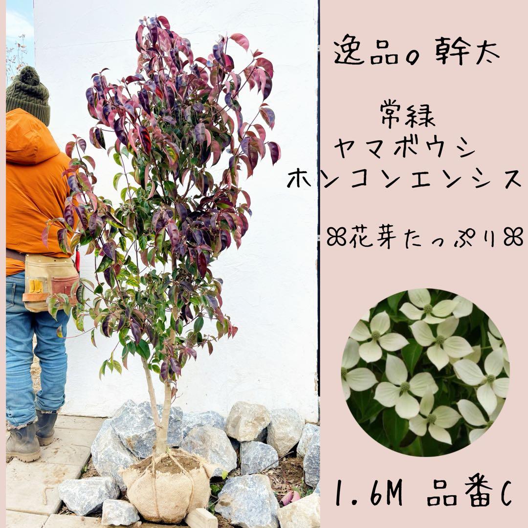 幹太。逸品常緑ヤマボウシ ホンコンエンシス1.6M(鉢底から)品番C