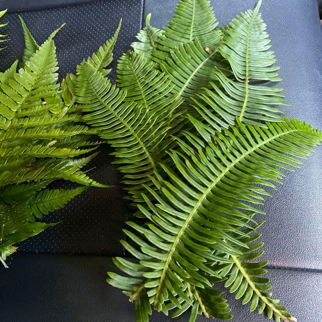 100枚ウラジロ　50-60cm目安　みかん箱パンパン詰めます　しめ飾り　鏡餅