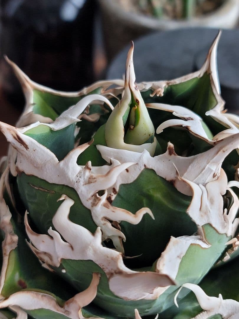 【龍皆歡さま専用】COK CG-01　親株　極上株