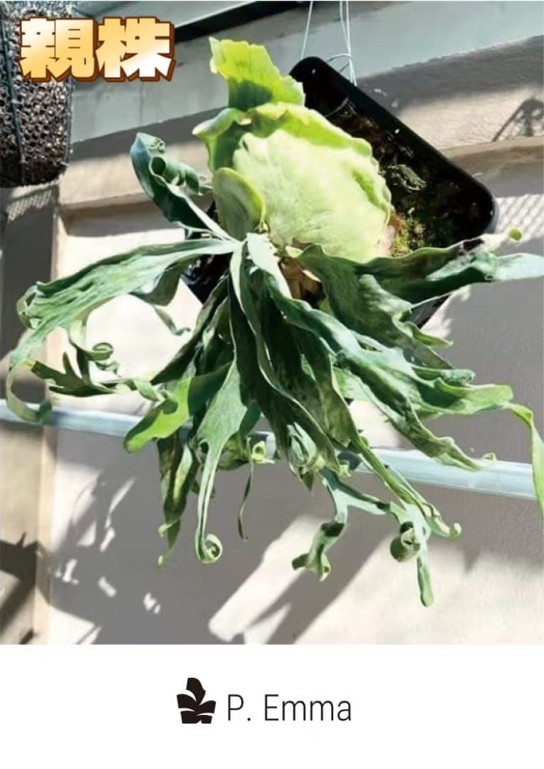 ビカクシダP.Emma, P.Blue monkey mix spore