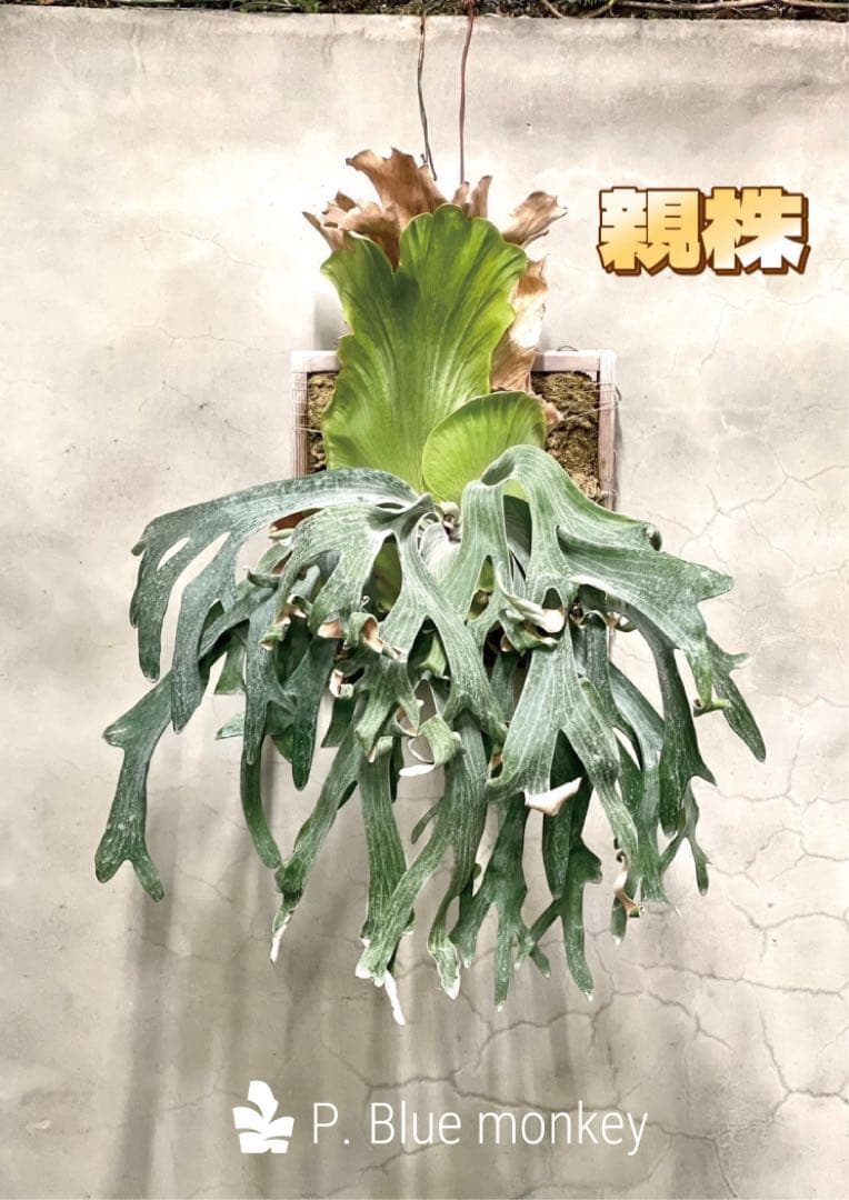 ビカクシダP.Emma, P.Blue monkey mix spore