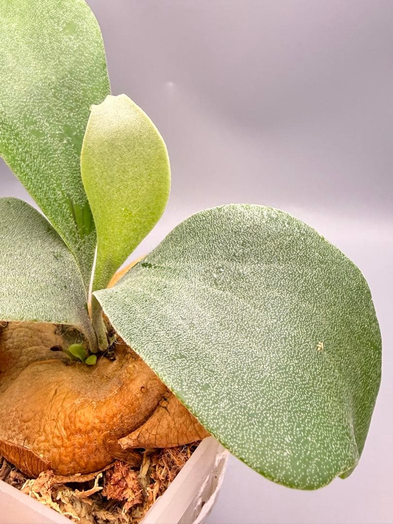 ビカクシダP.Emma, P.Blue monkey mix spore